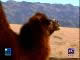 Mongolia, nature (モンゴル国)